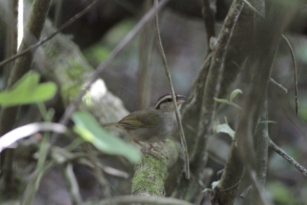 Olive Sparrow - ML641673482