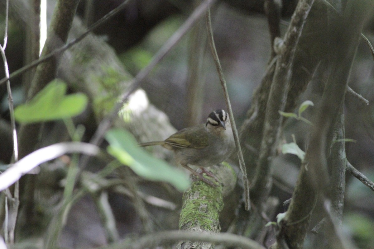 Olive Sparrow - ML641673483