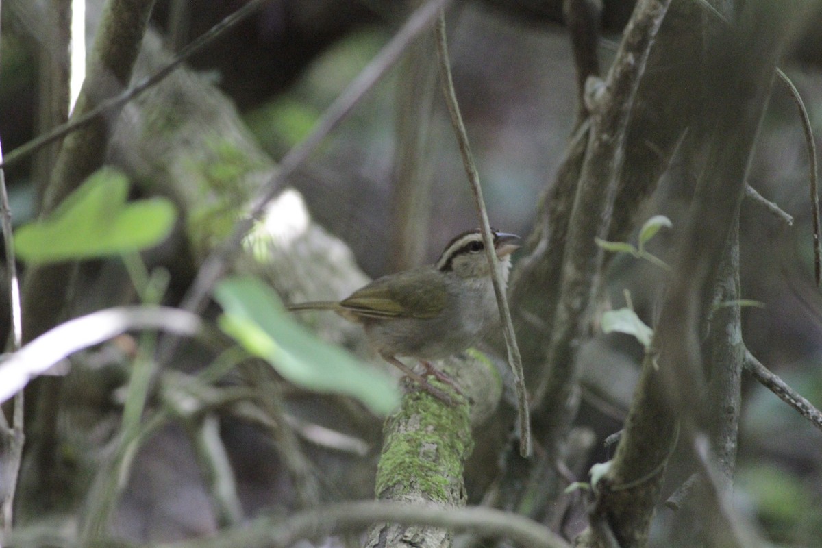 Olive Sparrow - ML641673484