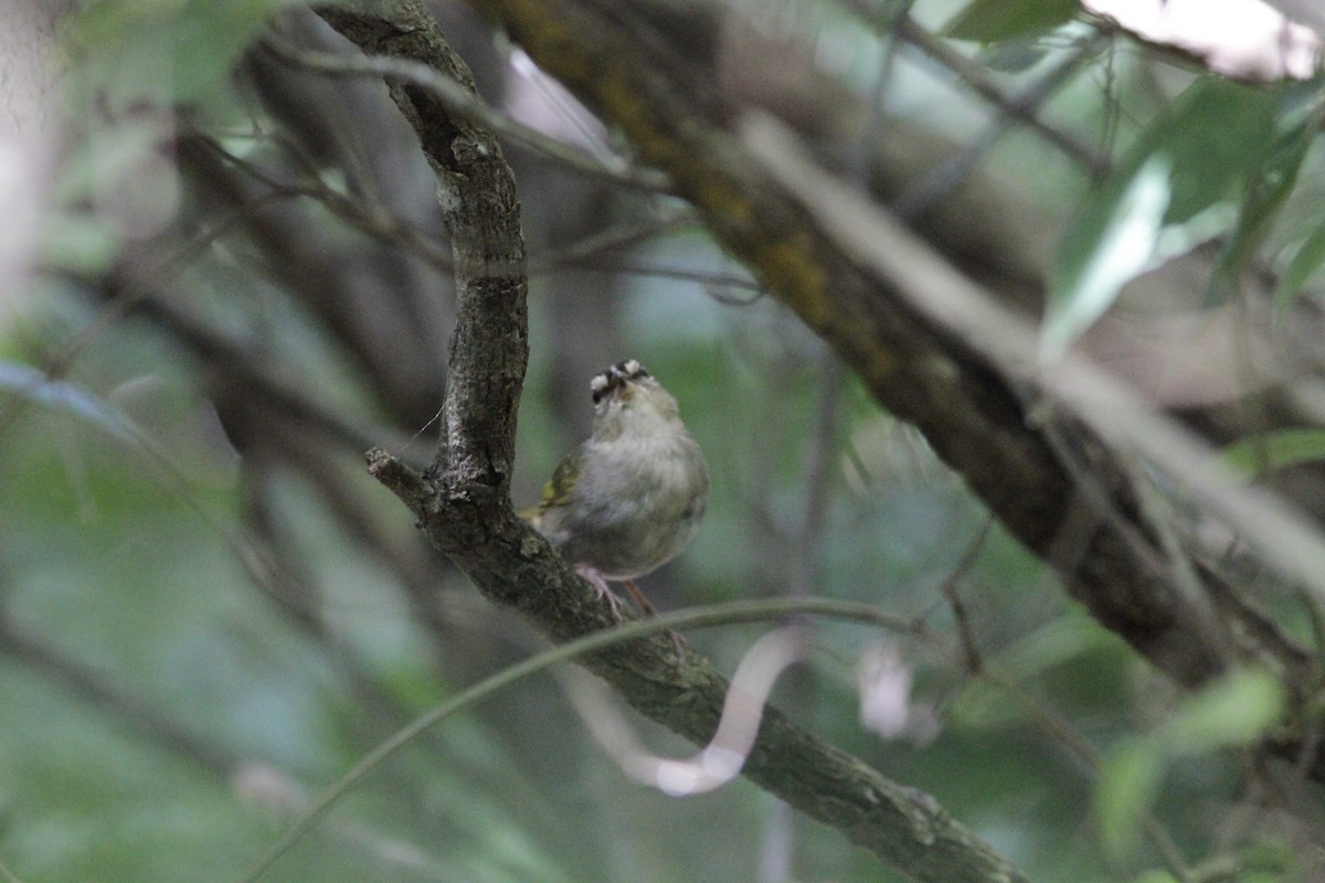 Olive Sparrow - ML641673485