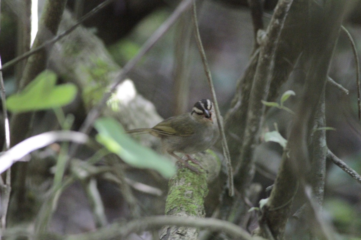 Olive Sparrow - ML641673486
