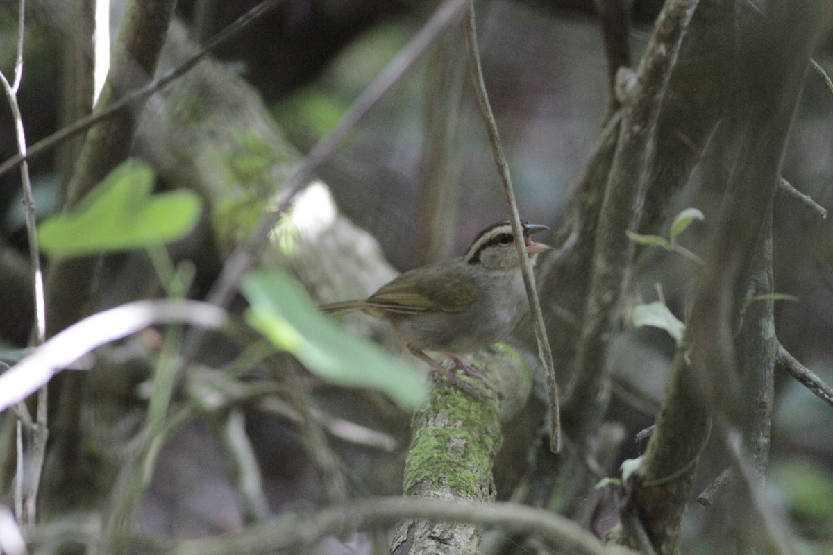 Olive Sparrow - ML641673488