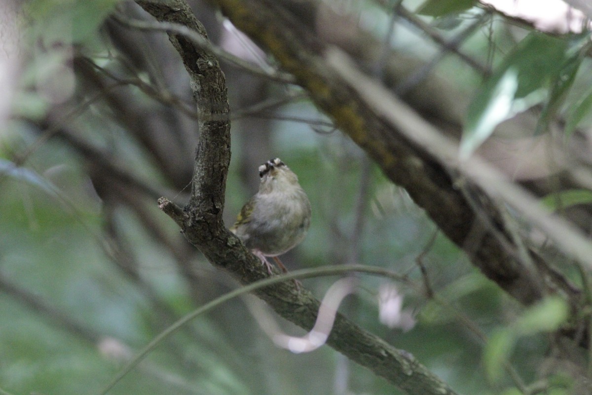 Olive Sparrow - ML641673489
