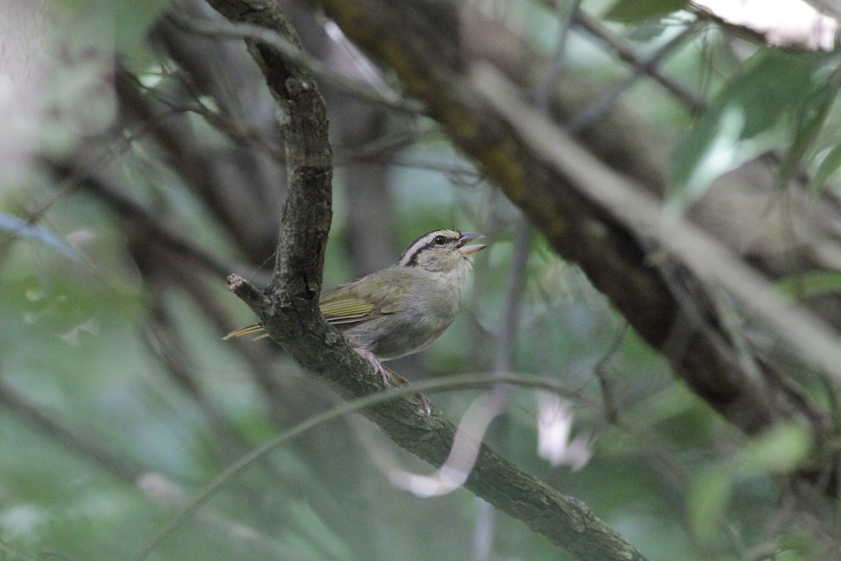 Olive Sparrow - ML641673490