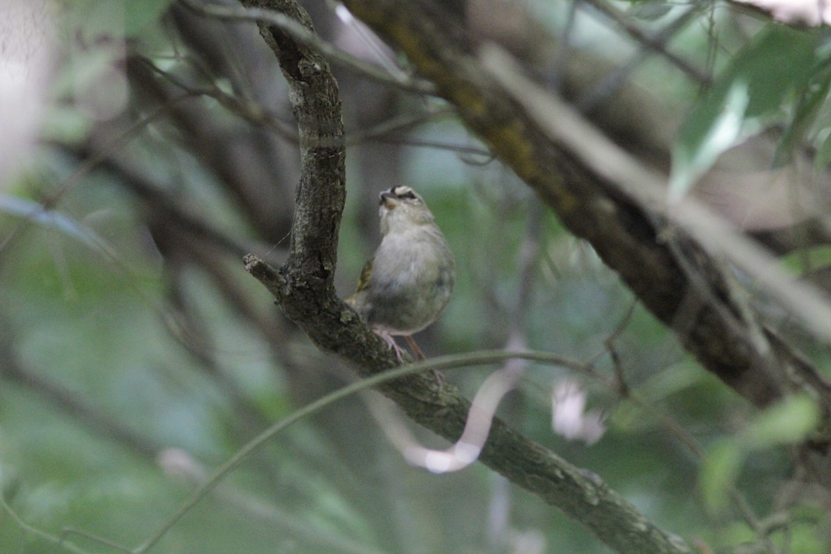 Olive Sparrow - ML641673491