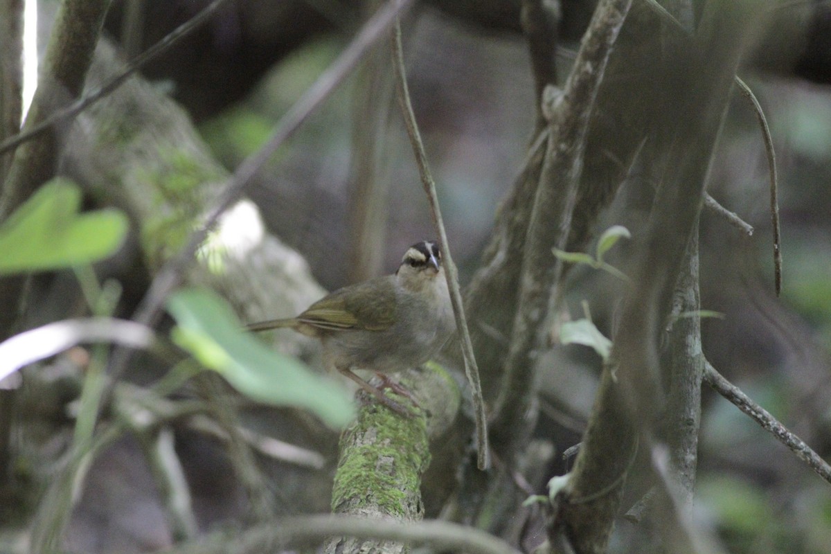 Olive Sparrow - ML641673492