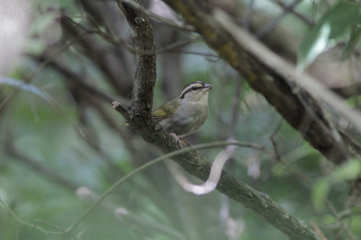 Olive Sparrow - ML641673493