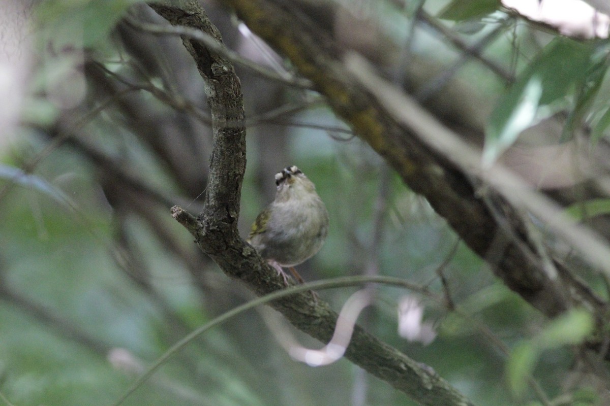 Olive Sparrow - ML641673494