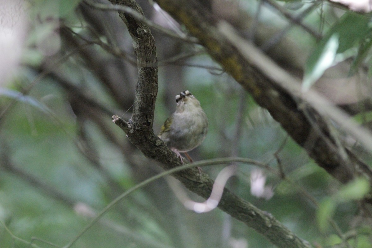 Olive Sparrow - ML641673495