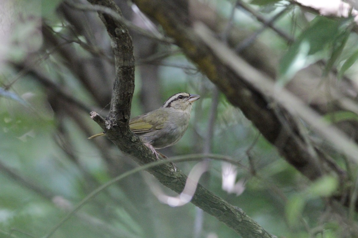 Olive Sparrow - ML641673496