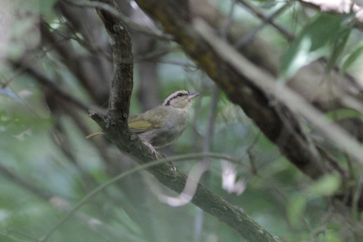 Olive Sparrow - ML641673497
