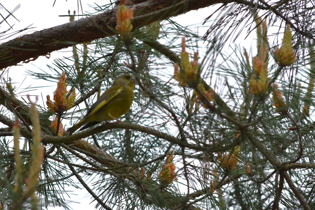European Greenfinch - ML641673504
