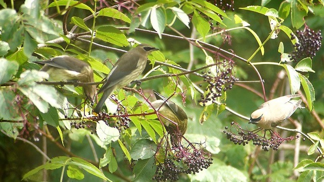 Zedernseidenschwanz - ML641673505