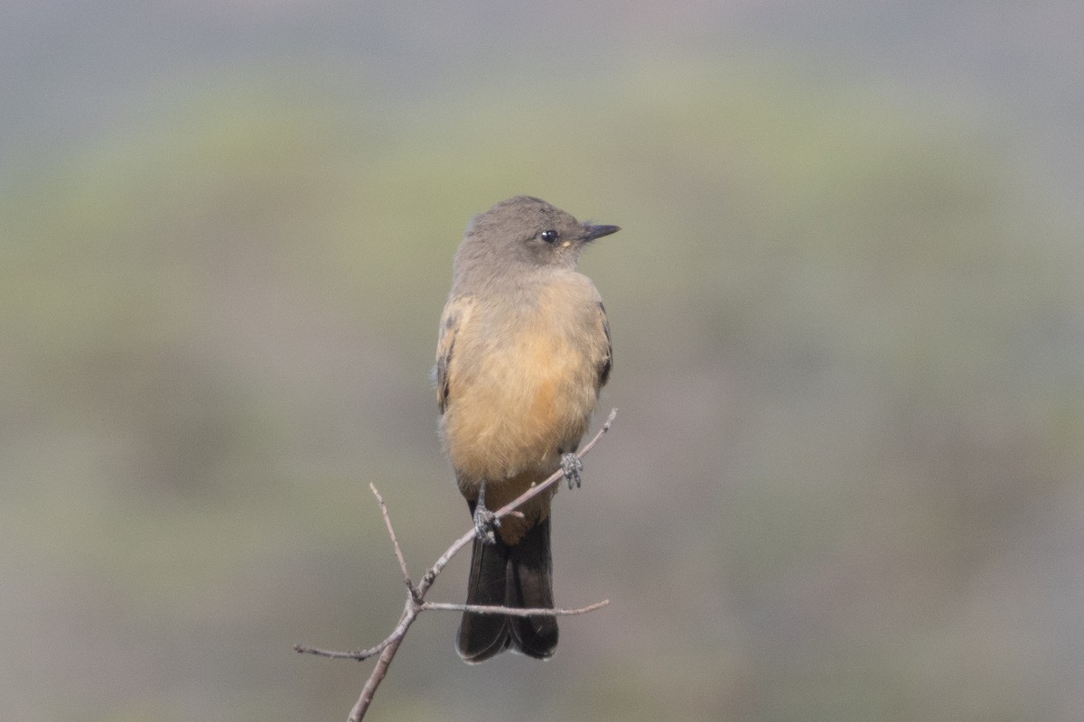 Say's Phoebe - ML641673515