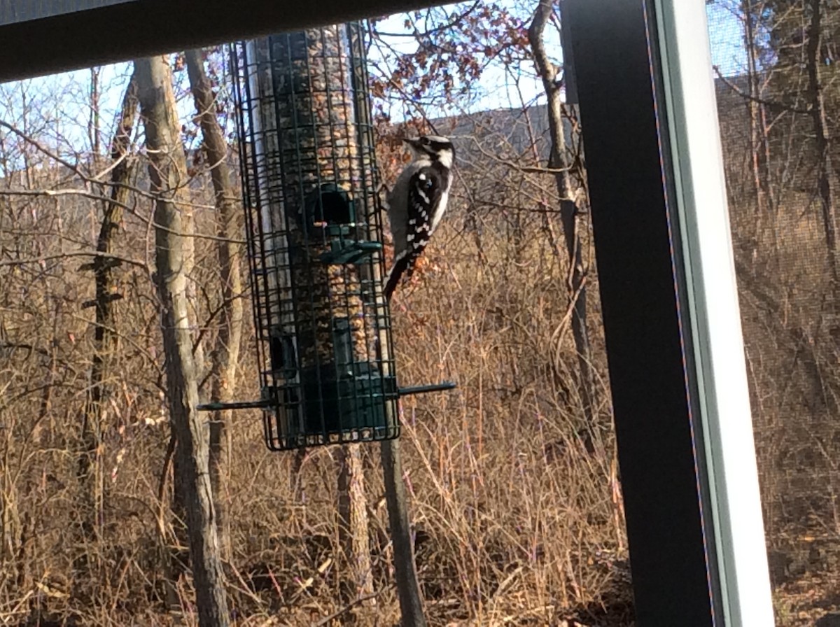Downy Woodpecker - ML641673539