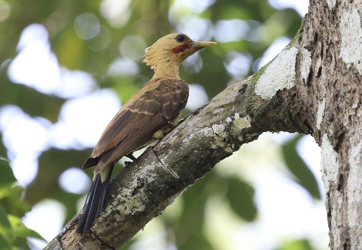 Cream-colored Woodpecker - ML641673542