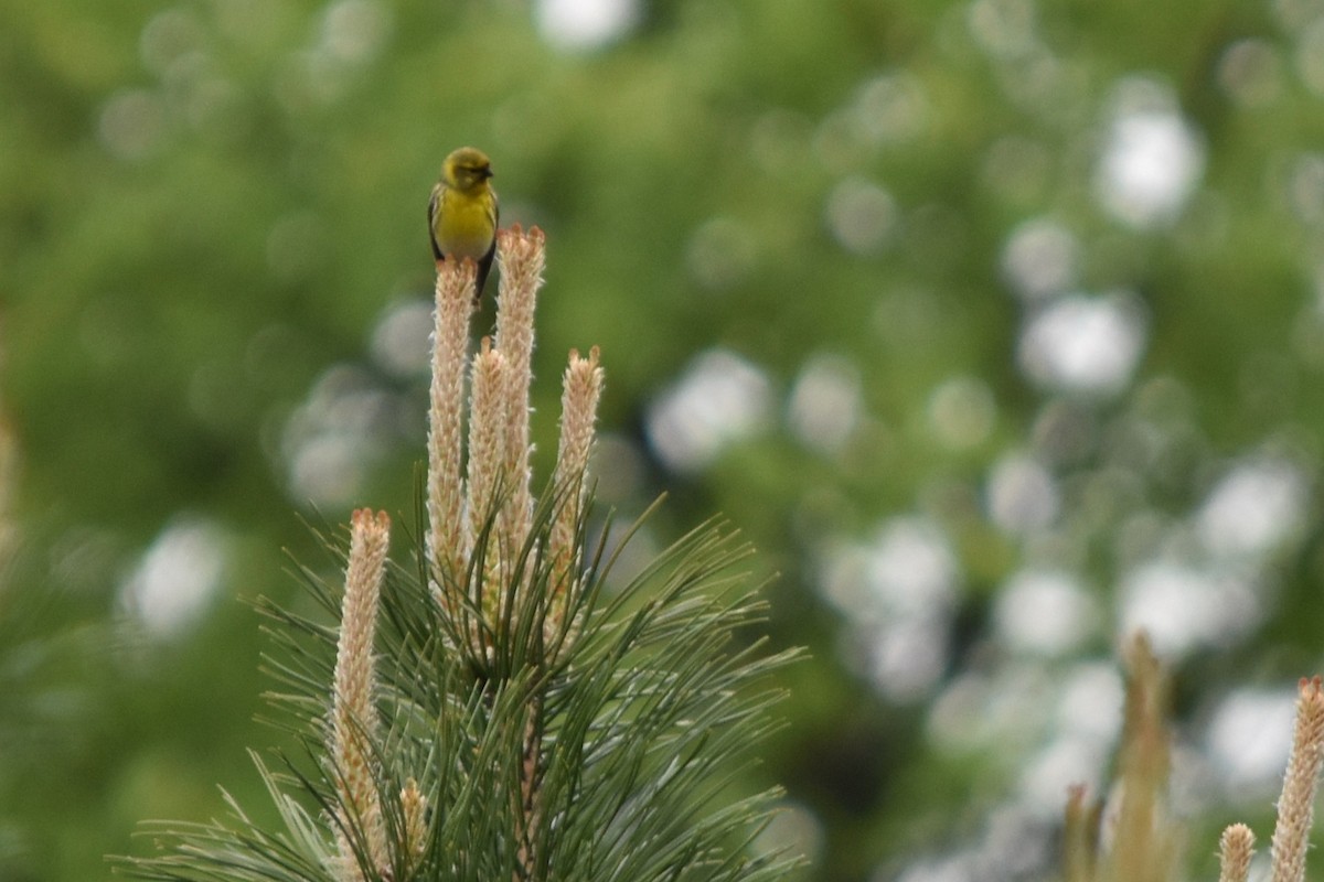 European Serin - ML641673543