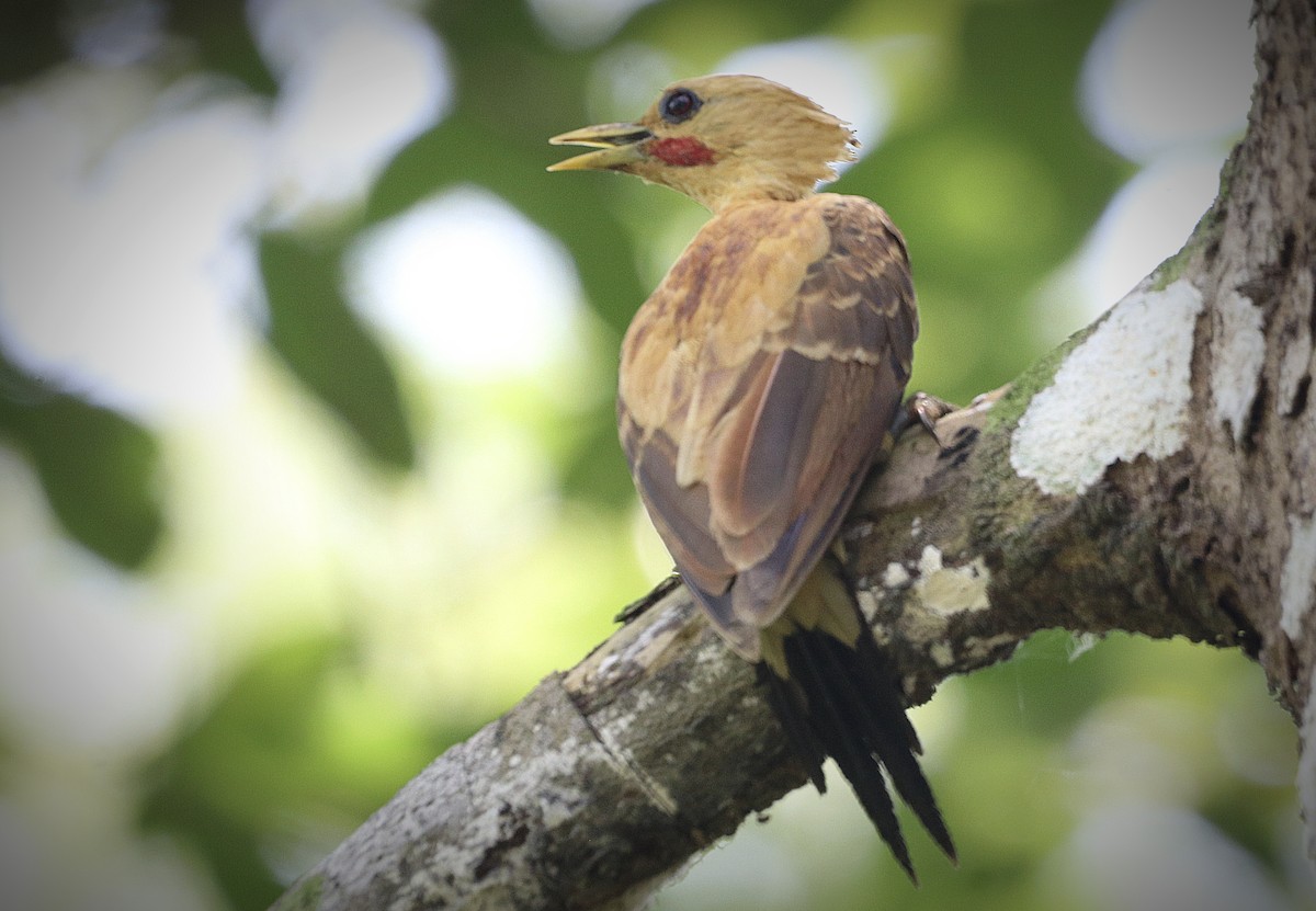 Cream-colored Woodpecker - ML641673549