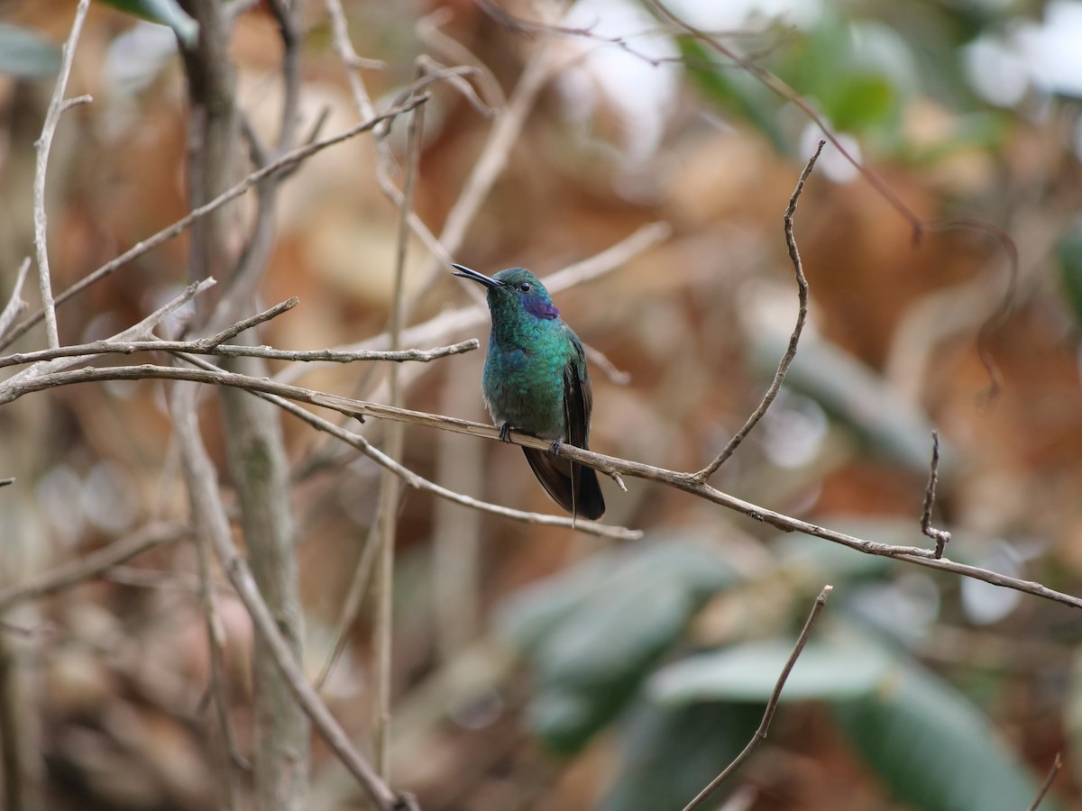 Küçük Morkulak (cyanotus/crissalis) - ML641673560