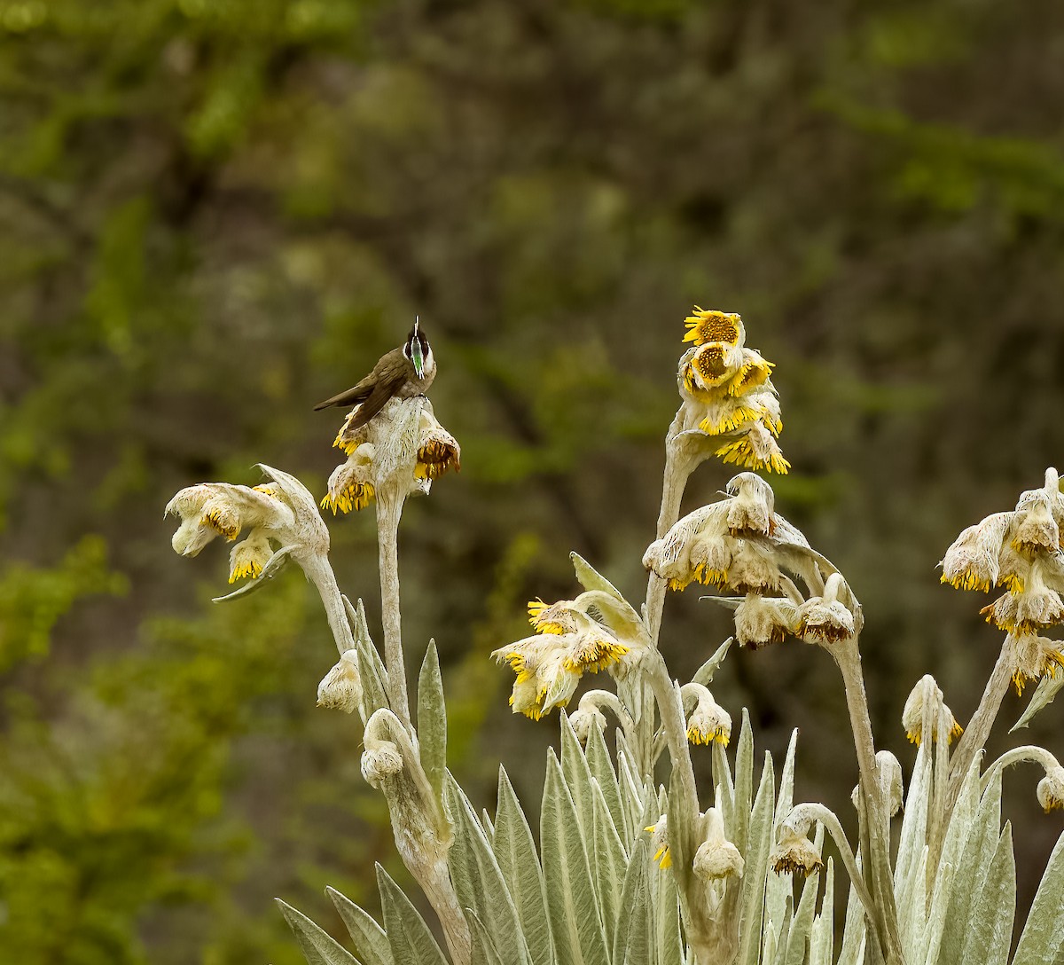 Green-bearded Helmetcrest - ML641673573