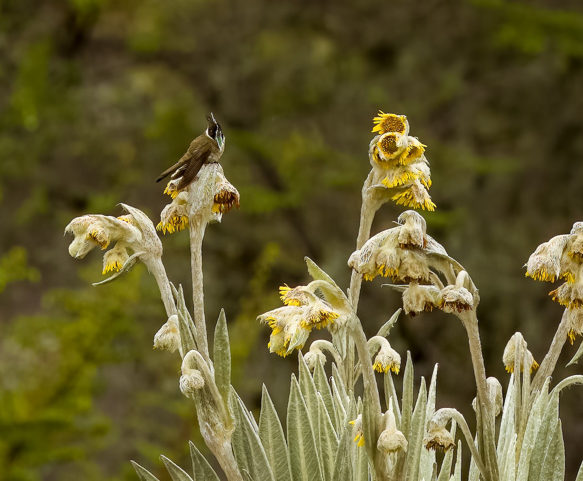 Green-bearded Helmetcrest - ML641673574