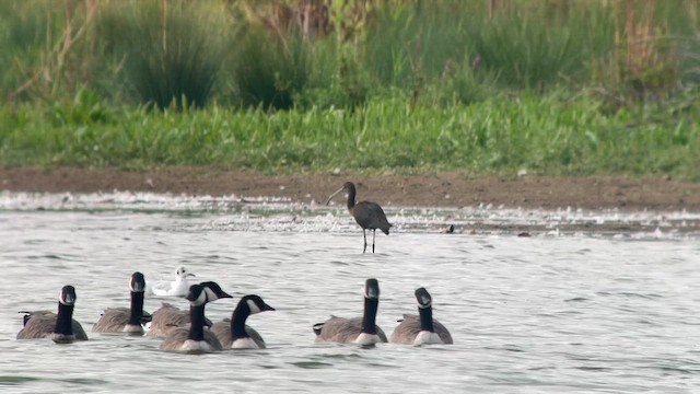 Glossy Ibis - ML641673586