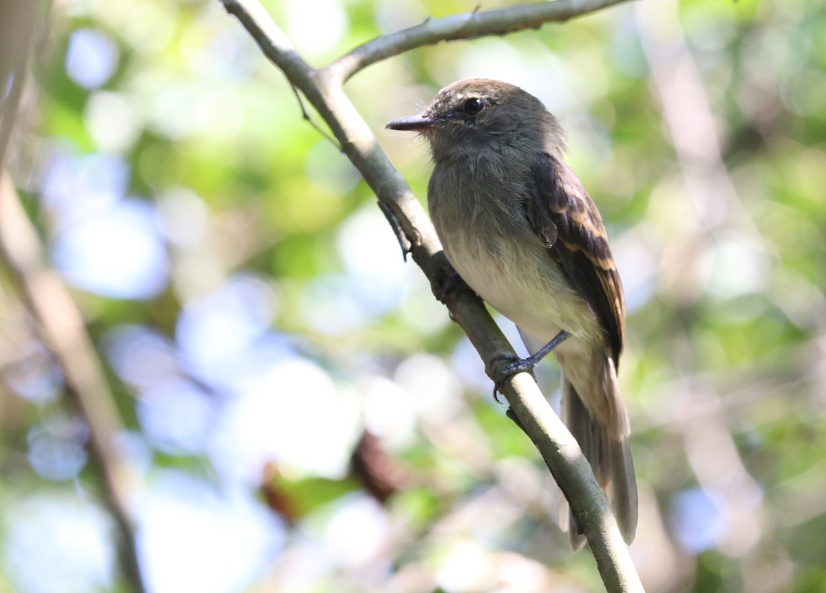 Fuscous Flycatcher - ML641673589