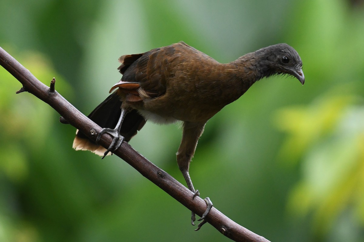 Gray-headed Chachalaca - ML641673590