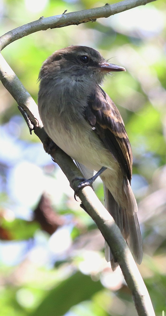 Fuscous Flycatcher - ML641673596
