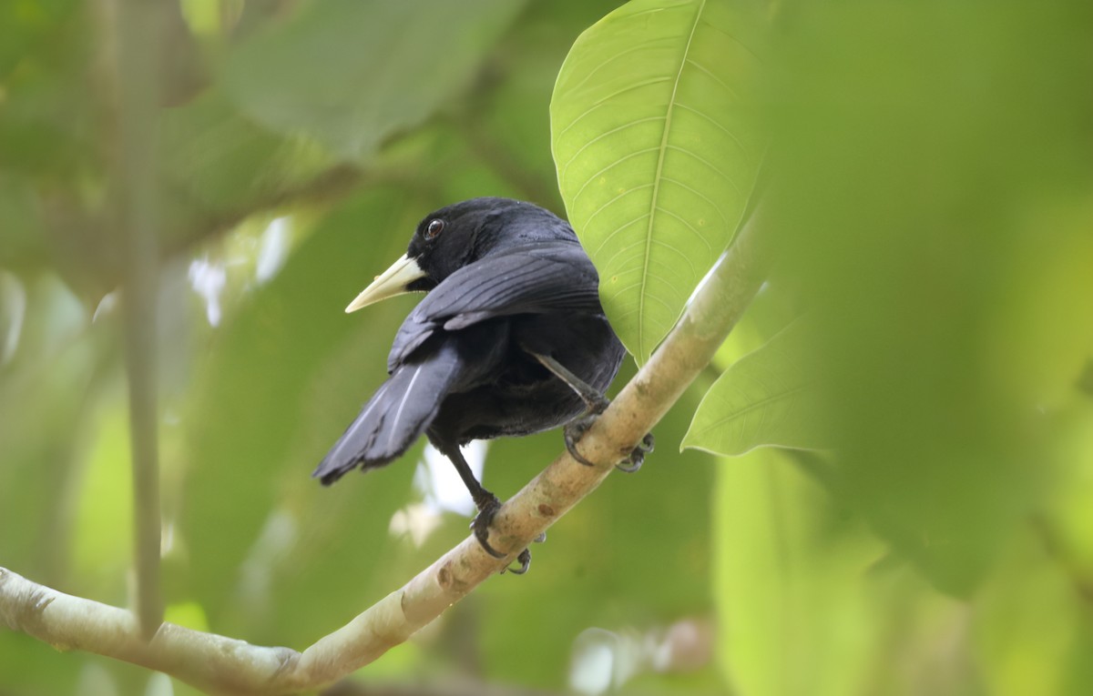 Solitary Black Cacique - ML641673608