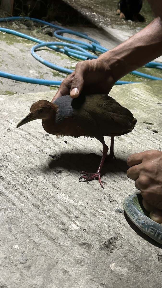 Rufous-necked Wood-Rail - ML641673613