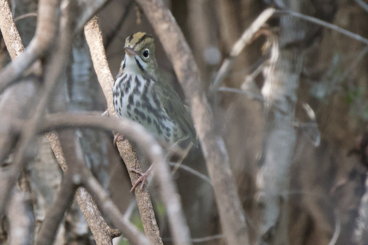 Ovenbird - ML641673614