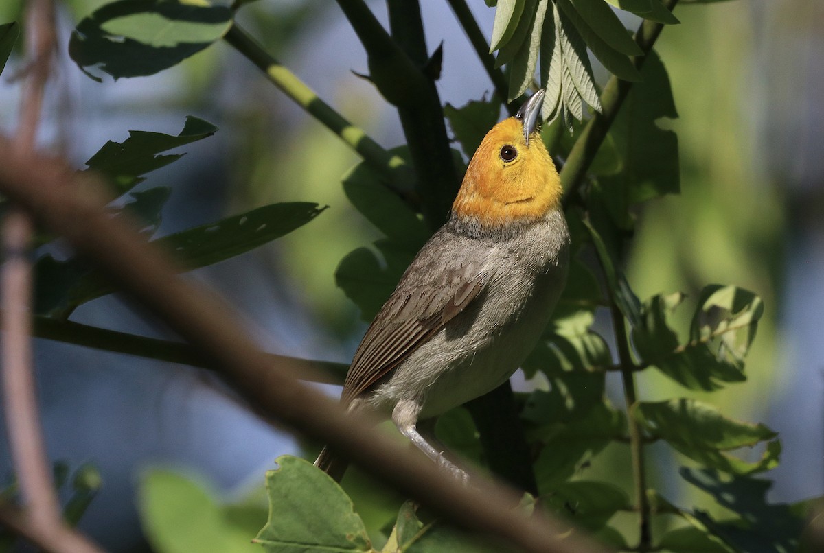 Orange-headed Tanager - ML641673624
