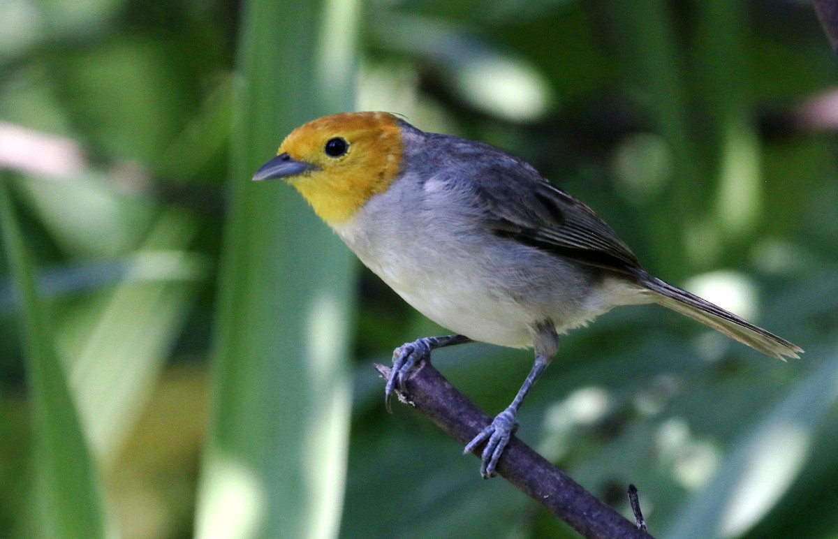 Orange-headed Tanager - ML641673628