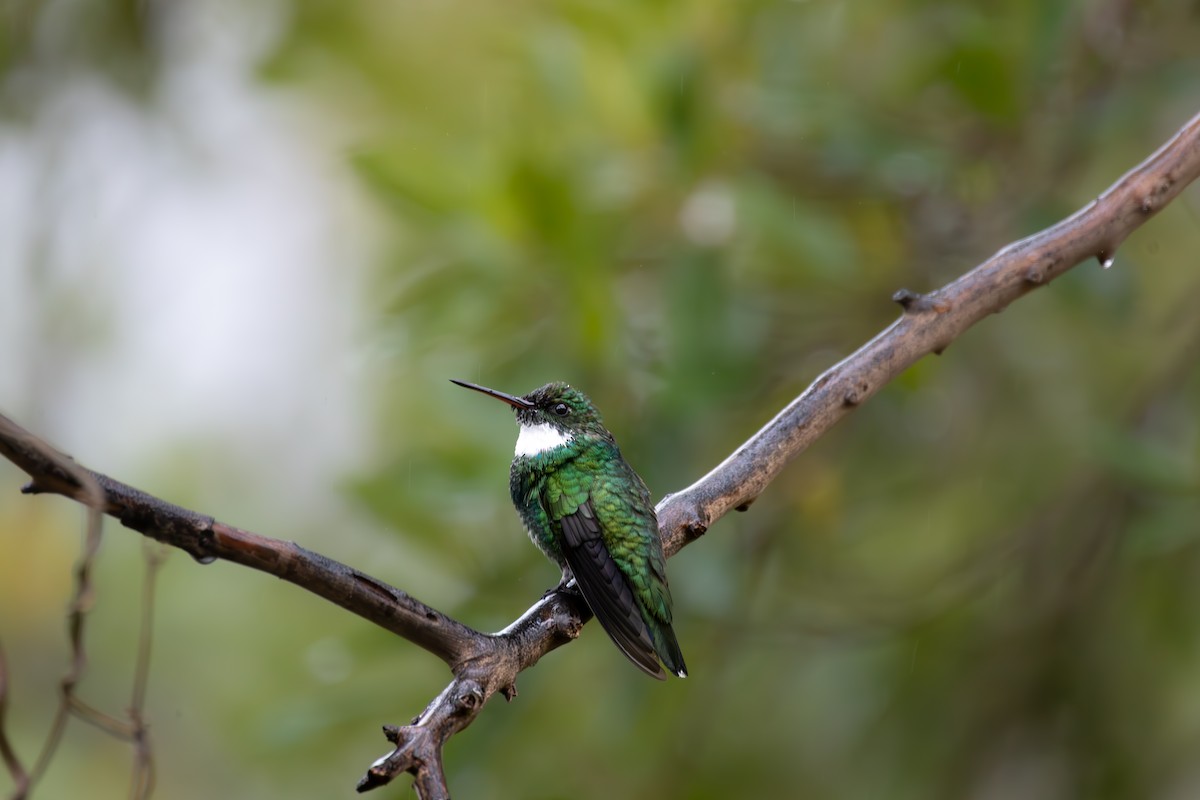 White-throated Hummingbird - ML641673629