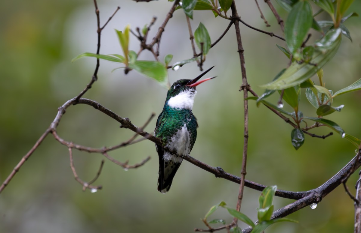 White-throated Hummingbird - ML641673630