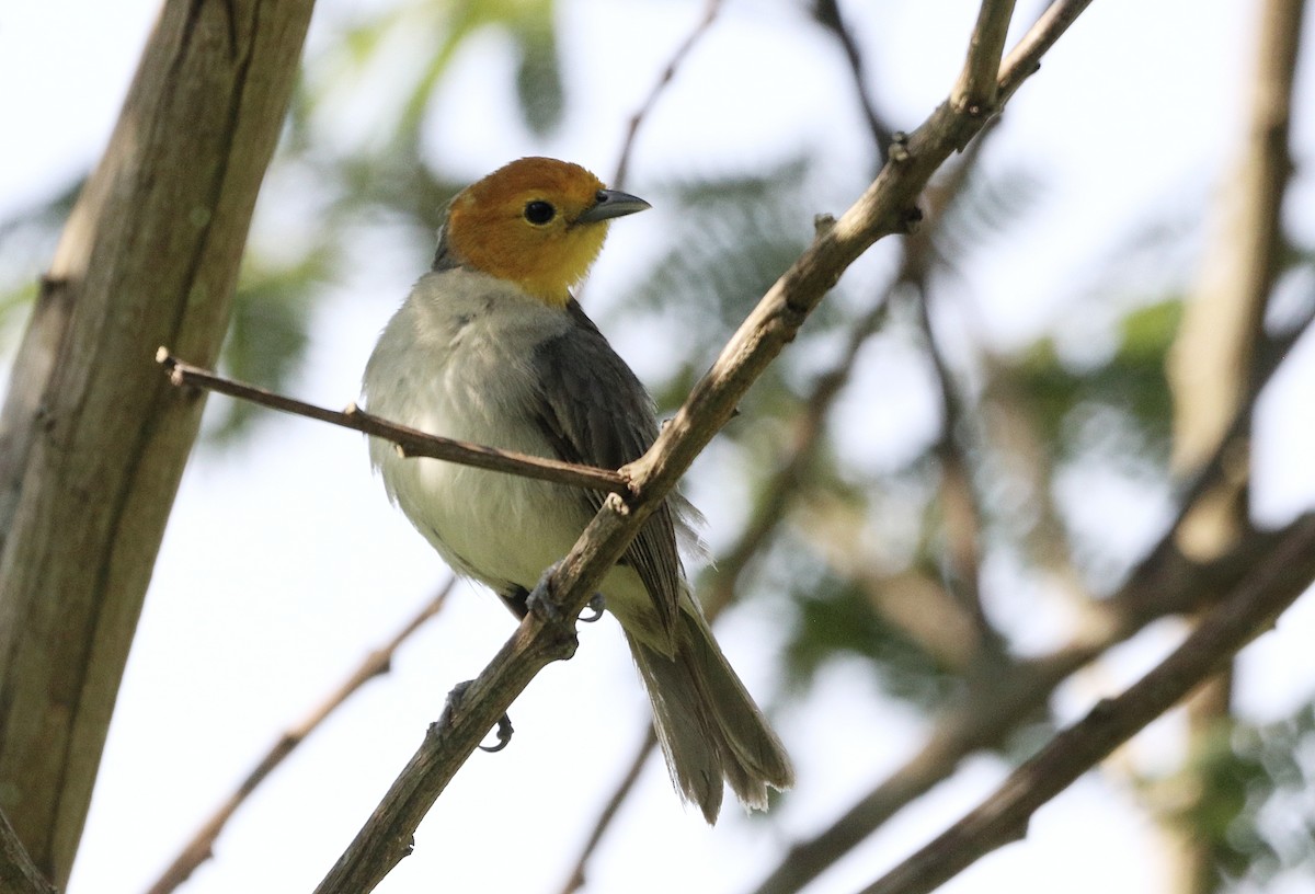 Orange-headed Tanager - ML641673661