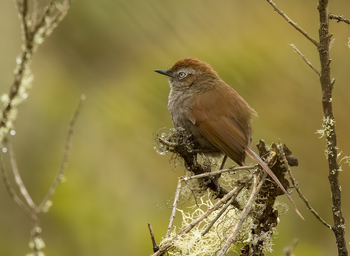 White-chinned Thistletail - ML641673664