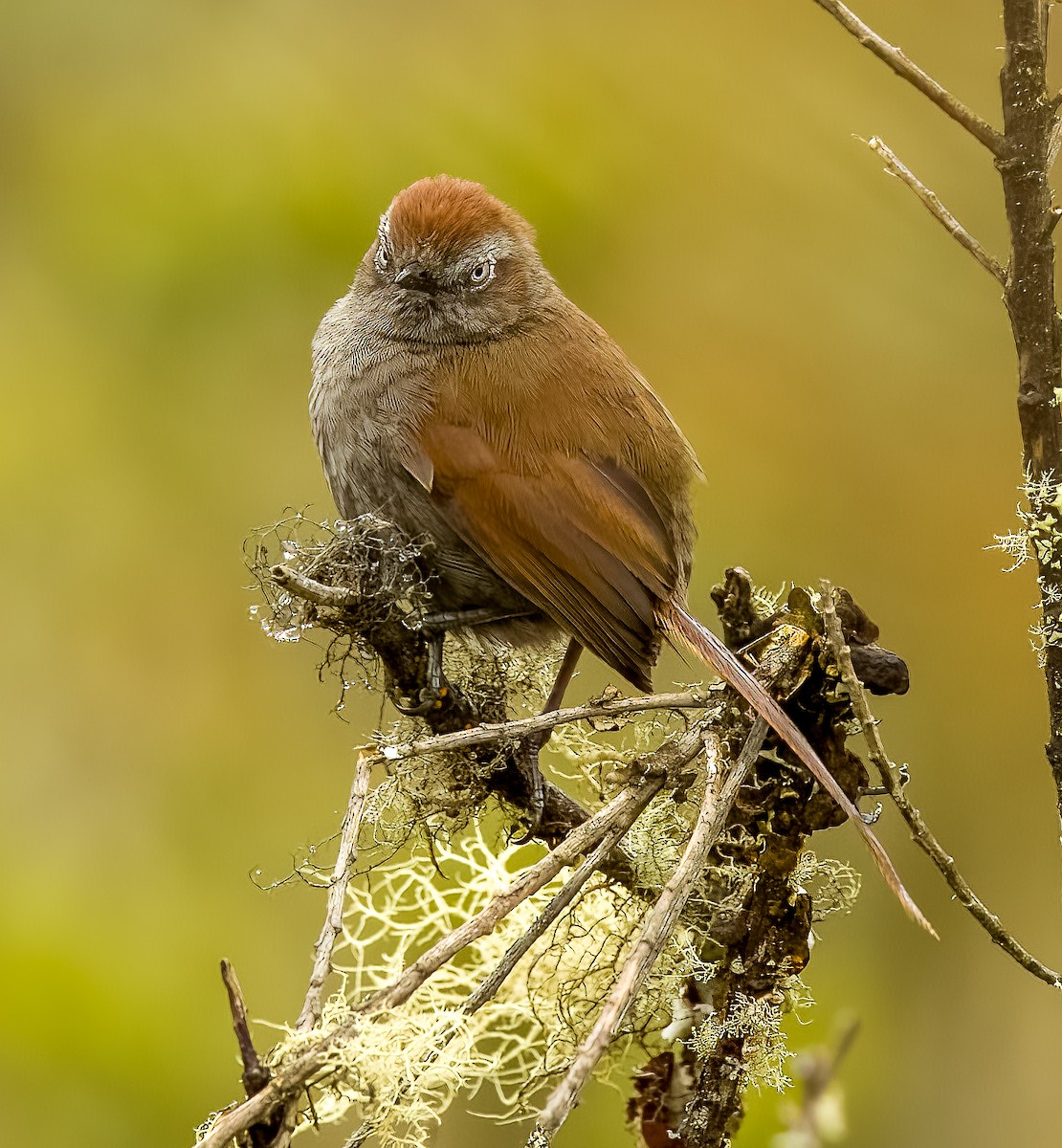 White-chinned Thistletail - ML641673666
