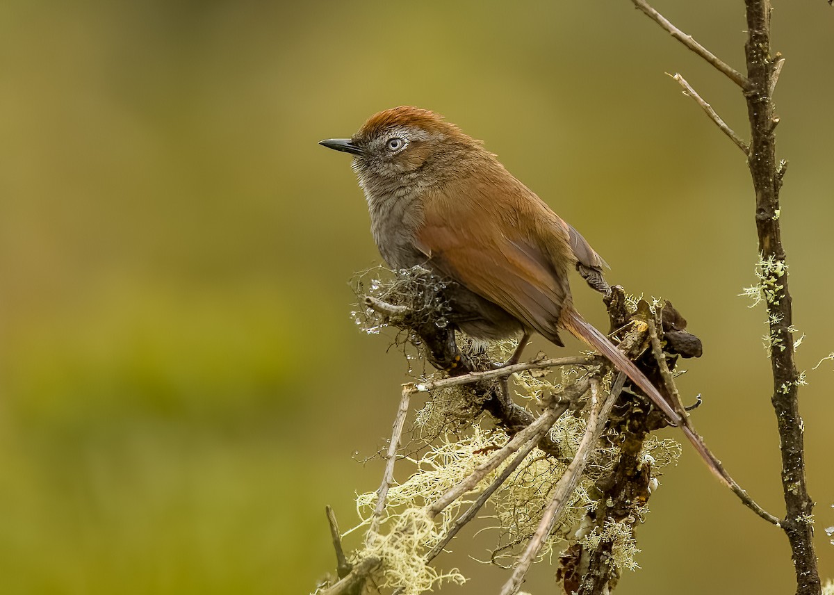 White-chinned Thistletail - ML641673667