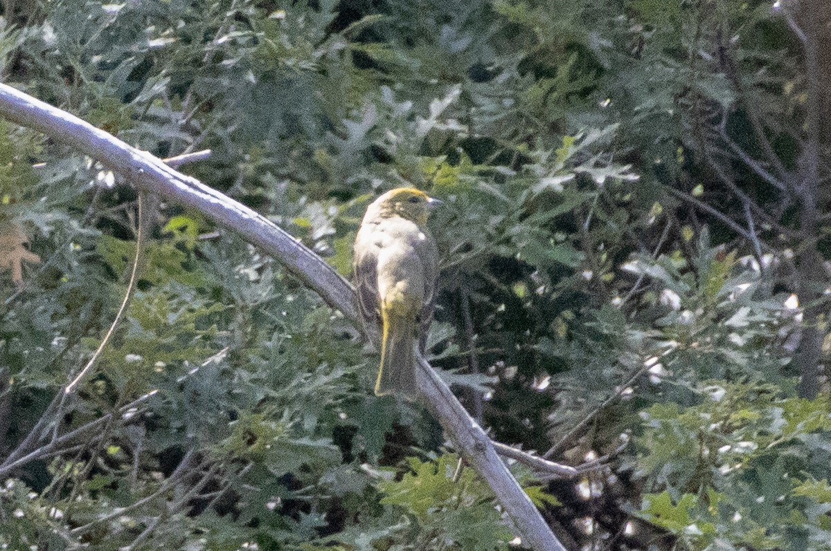 Hepatic Tanager - ML641673680