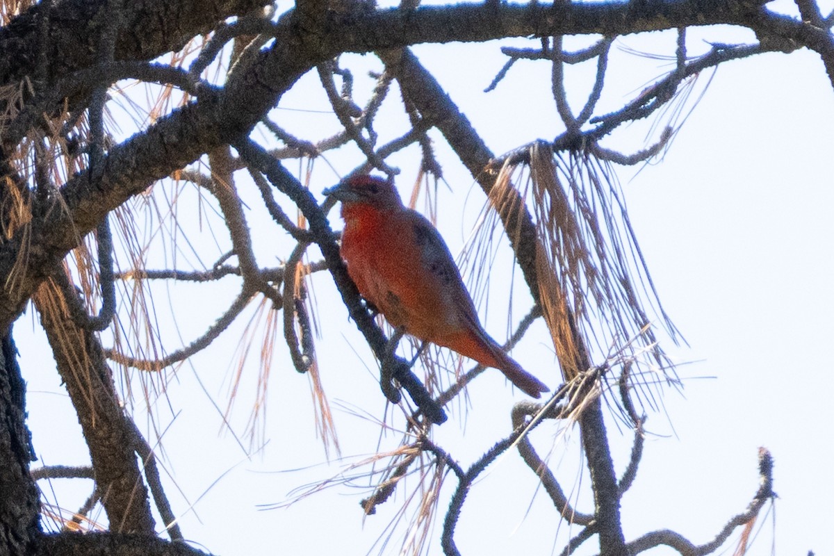 Hepatic Tanager - ML641673681