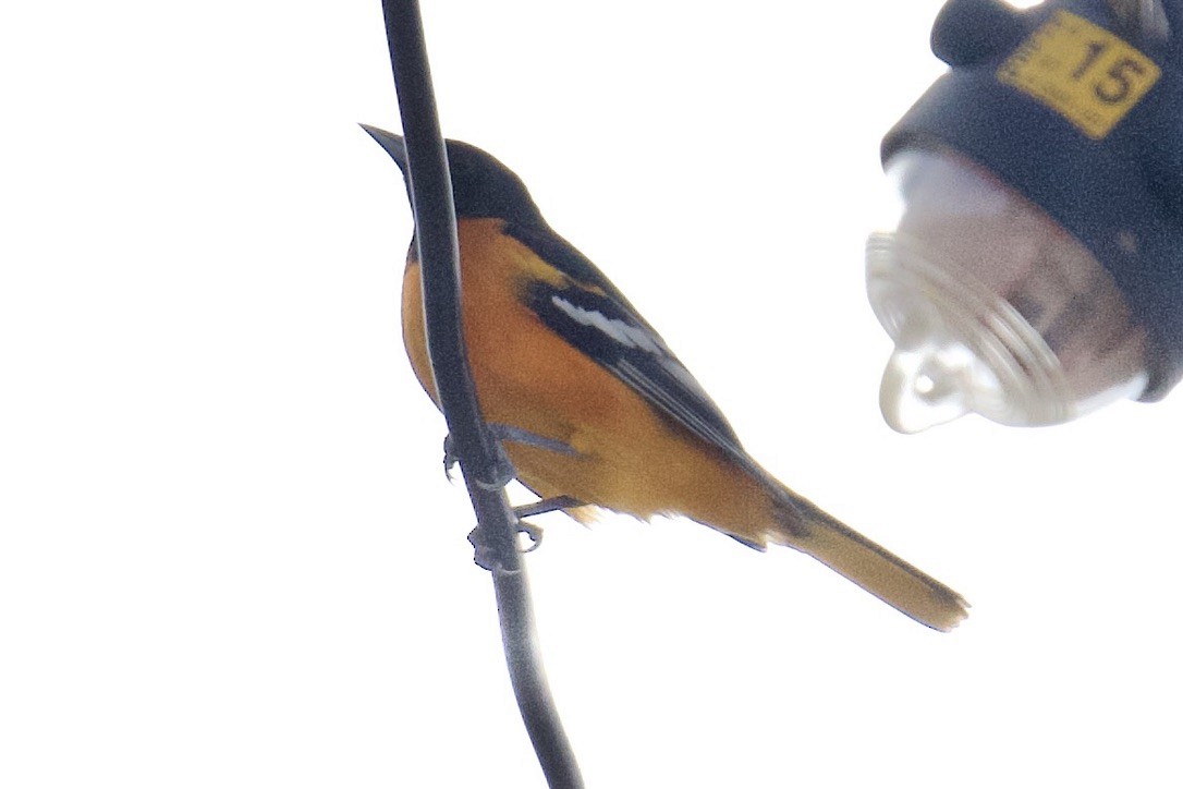 Baltimore Oriole - ML641673688