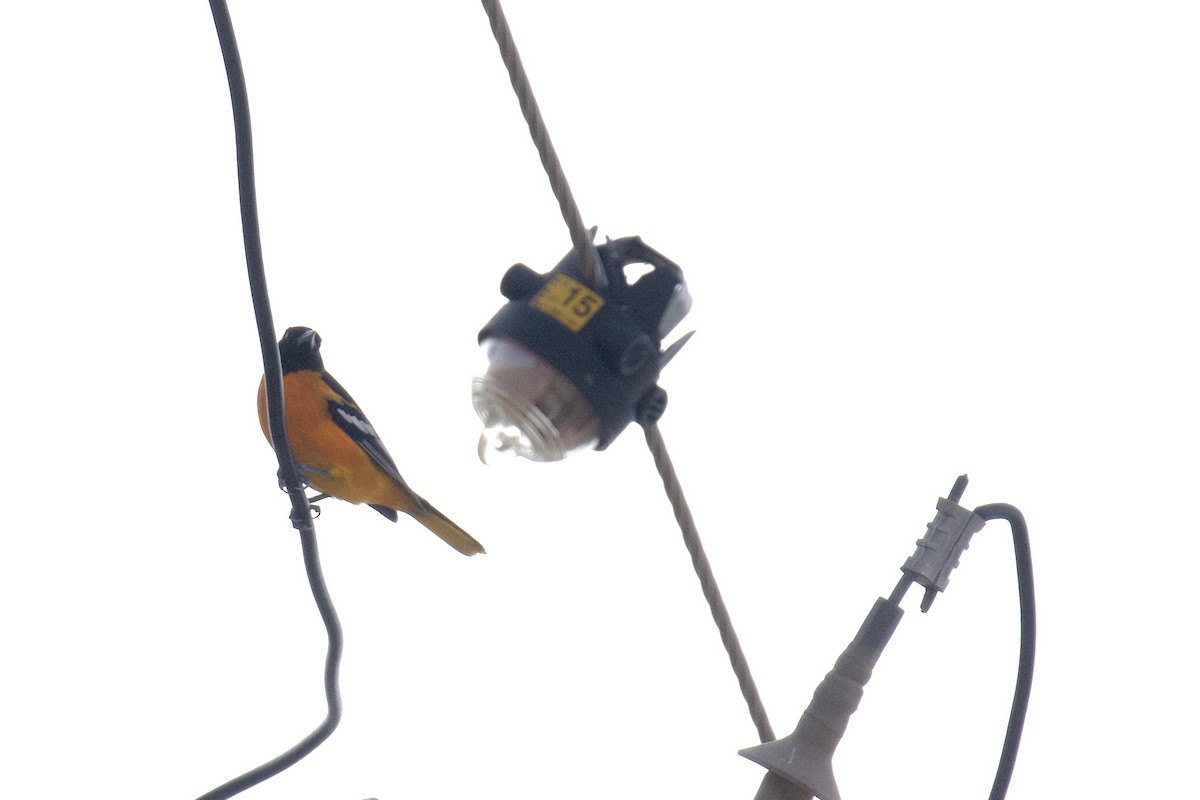 Baltimore Oriole - ML641673689