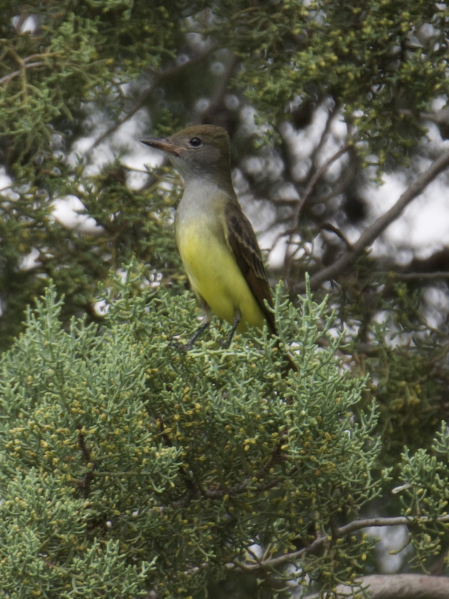 Great Crested Flycatcher - ML641673707