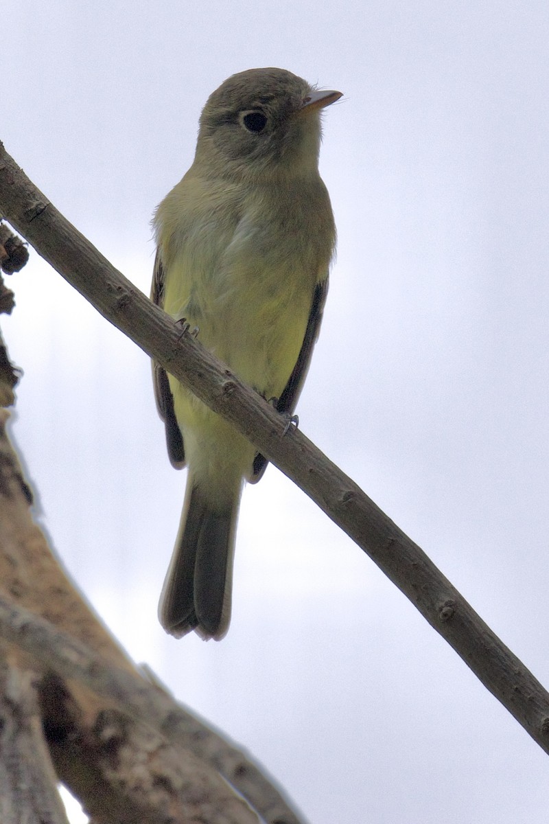Least Flycatcher - ML641673715