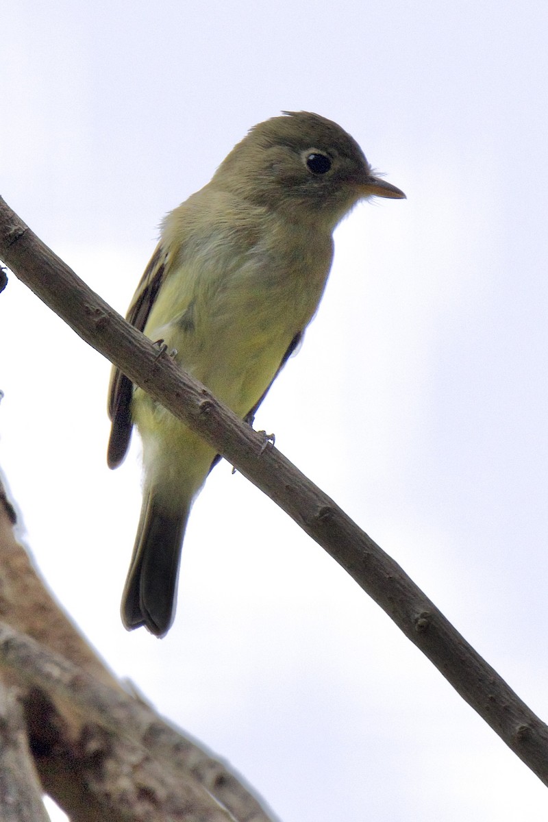 Least Flycatcher - ML641673716