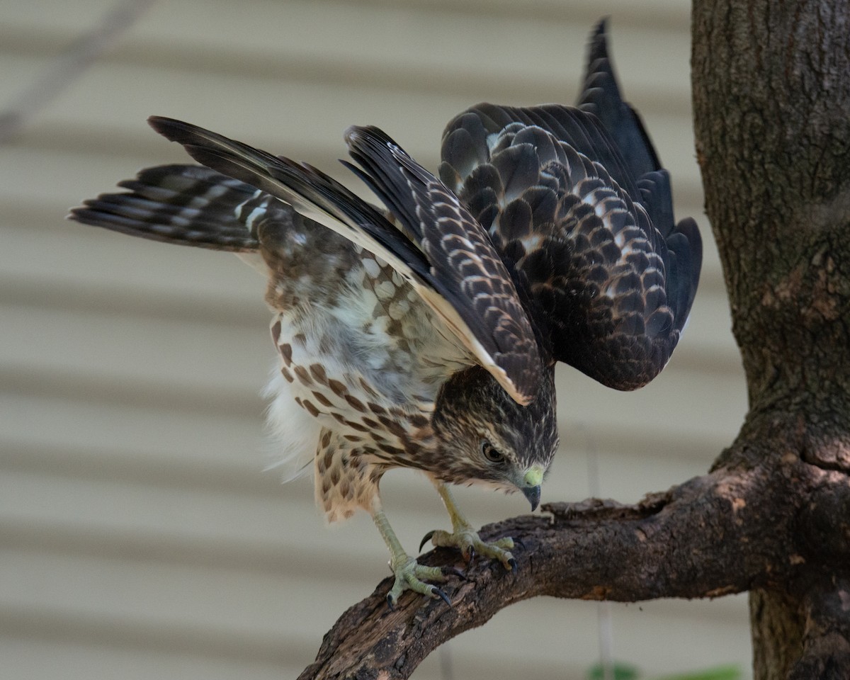 Broad-winged Hawk - ML641673731