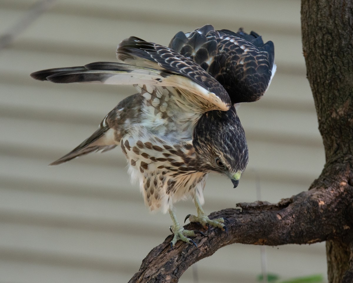 Broad-winged Hawk - ML641673734