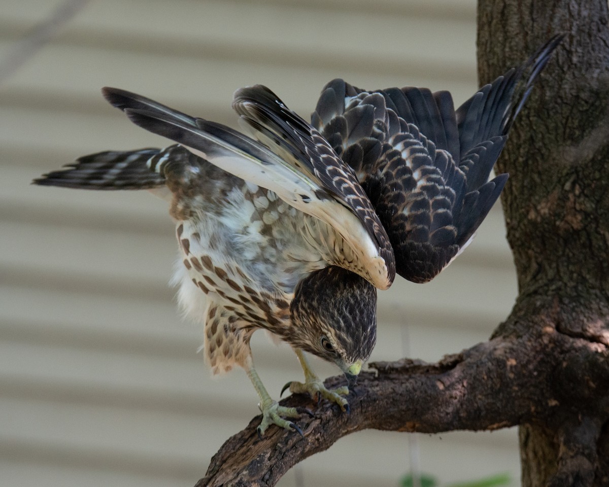 Broad-winged Hawk - ML641673735